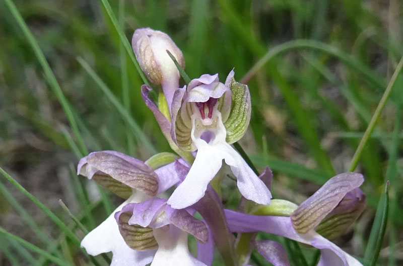 tonalit diverse di.....Anacamptis morio